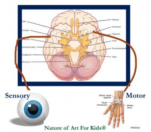 Your Child's Brain on Art, fine motor and tactile art making helps cognitive processing