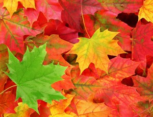 warm autumn colors paint mixing