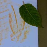 leaf rubbing crayon